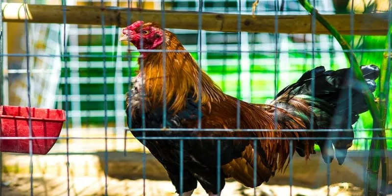 Hai hình thức đá gà phổ biến tại Bet88