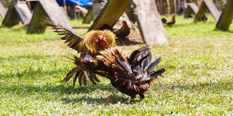 Cách tham gia sảnh đá gà Bet88 trực tuyến